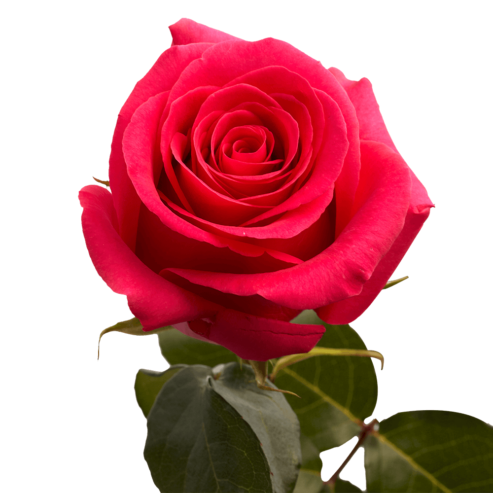 Roses and Honey ๐ฏ ๐น Love Spell